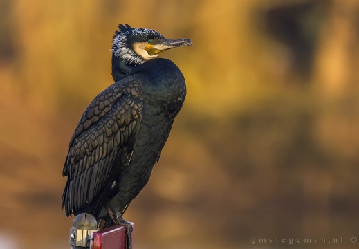 Persoonlijke Favorieten